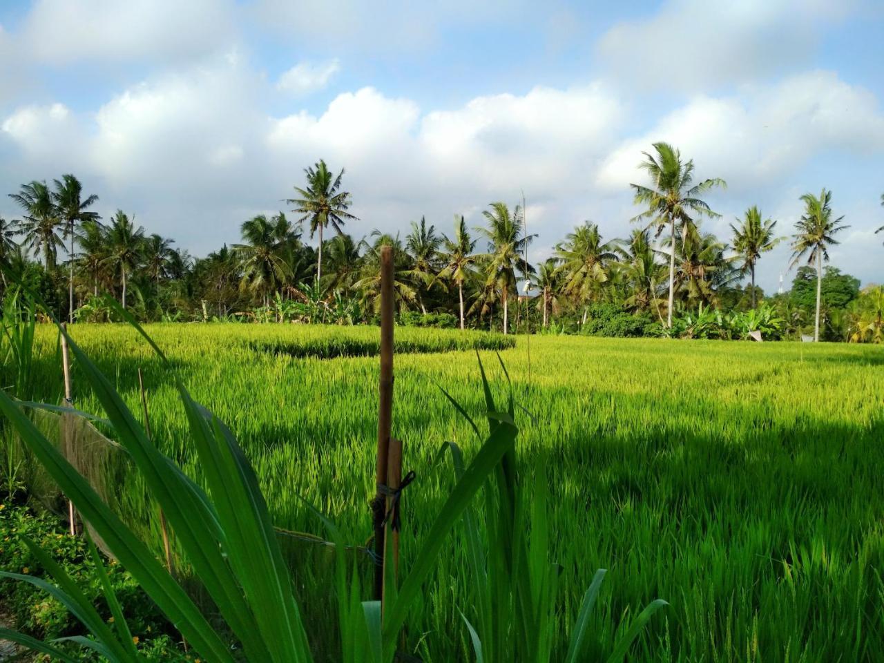 Uma Loka Villa By Shm Ubud Kültér fotó